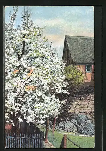 Künstler-AK Photochromie Nr. 2444: bäuerliches Fachwerkhausim Frühling, Baum in Blüte