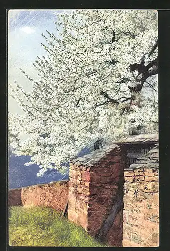 Künstler-AK Photochromie Nr. 2443: Baum in Frühlingsblüte an einer alten Mauer