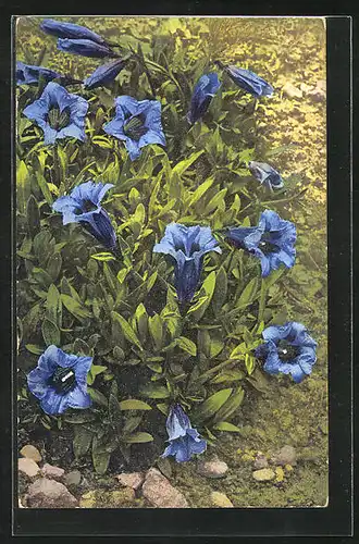 Künstler-AK Photochromie Nr. 921: Gentiana Acaulis, Blumen in voller Blütenpracht