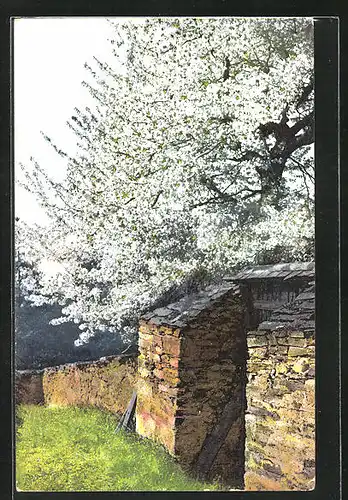 Künstler-AK Photochromie Nr. 2443: Durchgang an der alten Mauer zur Baumblüte