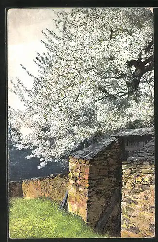 Künstler-AK Photochromie Nr. 2443: Baumblüte an der alten Mauer