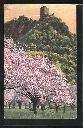Künstler-AK Photochromie Nr. 2726: Tirol, Obstbäume in Frühlingsblüte unter der Burg