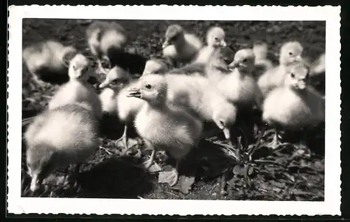 Fotografie Enten, Entenküken entdecken ihre Umwelt