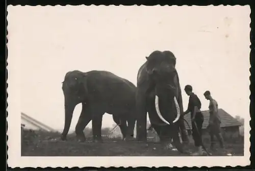 Fotografie Elefant, Elefanten-Bulle mit grossen Stosszähnen