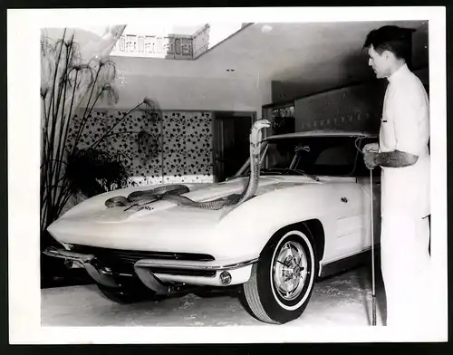 Fotografie Auto Chevrolet Corvette, Bill Hast fängt Königskobra von der Motorhaube ein