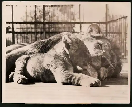 Fotografie The Associated Press, London, Ansicht London, Löwe & Löwenjunges im Gehege des Zoologischen Garten's