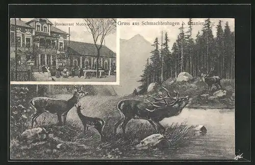 AK Schmachtenhagen b. Oranienburg, Restaurant Motzkau, Uferpartie mit Hirsch und Rehen