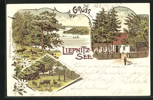 Lithographie Wandlitz, Forsthaus, Liepnitz-See, Hirsch und Rehe auf einer Wiese