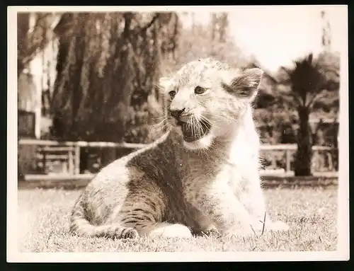 Fotografie Löwenjunges in einem Zoologischen Garten