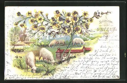 Lithographie Ostergruss mit weidenden Schafen und gelben Blumen
