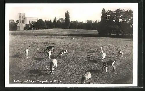 AK Putbus, Rehe im Tierpark und Kirche