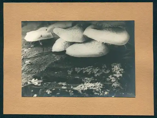 Fotografie Weisser Baumpilz / Pilz wuchert an einem Stück Totholz