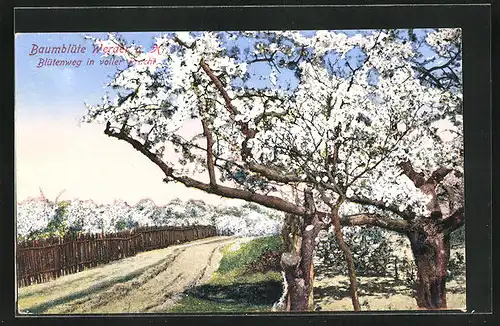 AK Werder a. H., Blick auf Baumblüte im Blütenweg