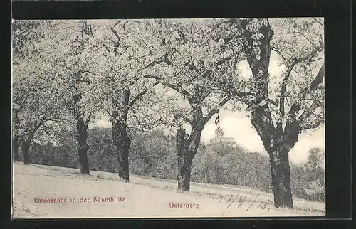 AK Cossebaude, Osterberg mit Bäumen