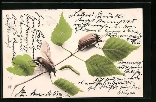 AK Zwei Maikäfer auf einem Zweig, Pfingstgruss