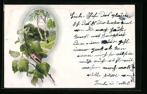 AK Maikäfer auf einem Ast, Ortspartie mit Birken, Pfingstgruss