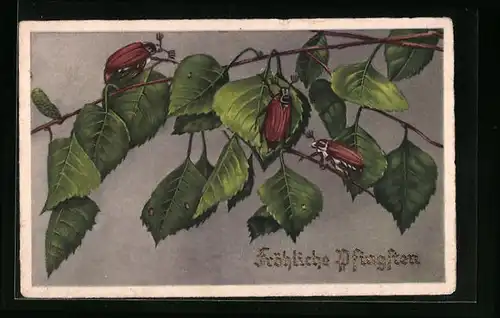 Präge-AK Drei Maikäfer auf einem Zweig, Pfingstgruss