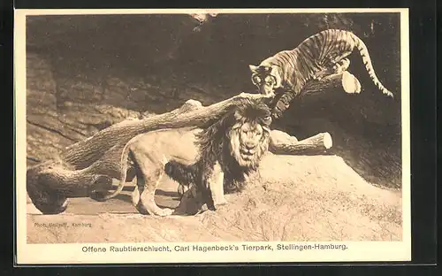 AK Hamburg, Carl Hagenbeck`s Tierpark, Löwe und Tiger in der Raubtierschlucht