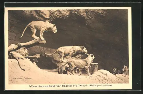 AK Hamburg, Carl Hagenbeck`s Tierpark, Löwen in der Löwenschlucht