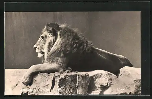 AK Berlin, Zoologischer Garten, Löwe