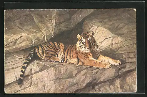 AK Hamburg, Carl Hagenbeck`s Tierpark, Tiger sitzt auf einem Felsen