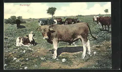 AK Kühe grasen auf der Weide, Farmidyll