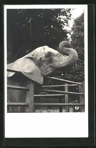 AK Elefant im Freigehege