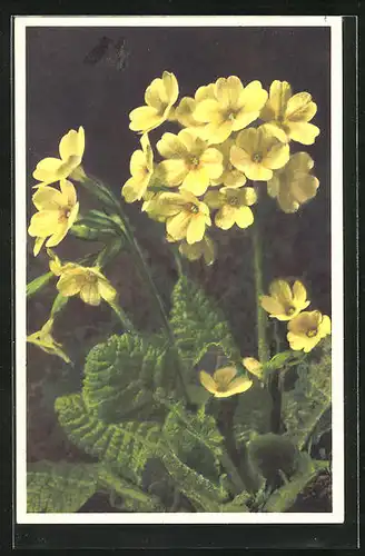 Foto-AK Emanuel Gyger: Wald-Schlüsselblume