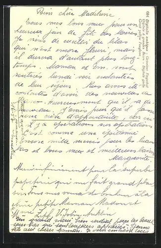 Foto-AK Emanuel Gyger: Gemeiner Fingerhut