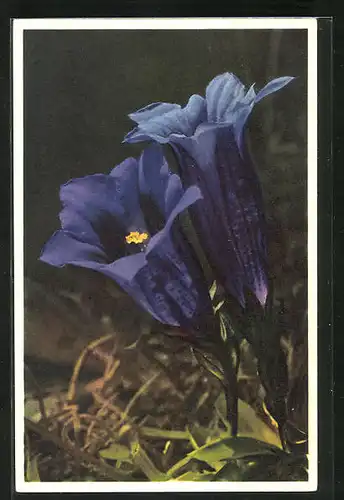 Foto-AK Emanuel Gyger: Clusius` Enzian