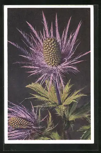 Foto-AK Emanuel Gyger: Alpen Mannstreu