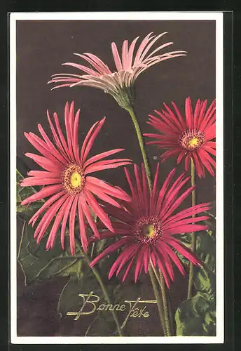 Foto-AK Emanuel Gyger: Jamesons Gerbera