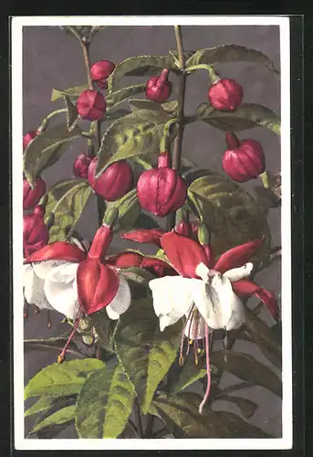 Foto-AK Emanuel Gyger: Fuchsia