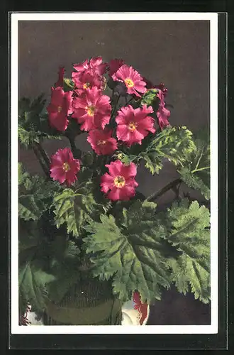 Foto-AK Emanuel Gyger: Chinesische Schlüsselblume