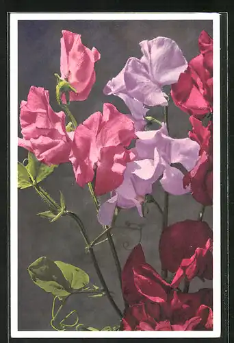 Foto-AK Emanuel Gyger: Wohlriechende Wicke