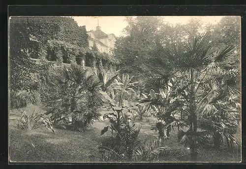 AK Mainau, Schloss, Musagruppe (Bananen)