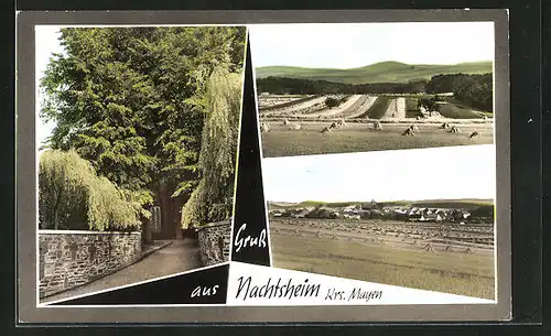 AK Nachtsheim, Strassenpartie, Blick über die Felder