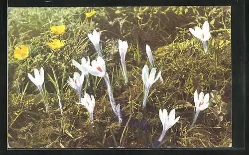 Künstler-AK Photochromie Nr.913: Crocus vernus, blühende Krokusse