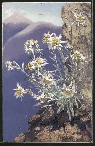 Künstler-AK Photochromie Nr.1220: Leontopodium alpinum