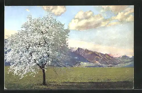 Künstler-AK Photochromie Nr.2717: Obstblüte in Tirol