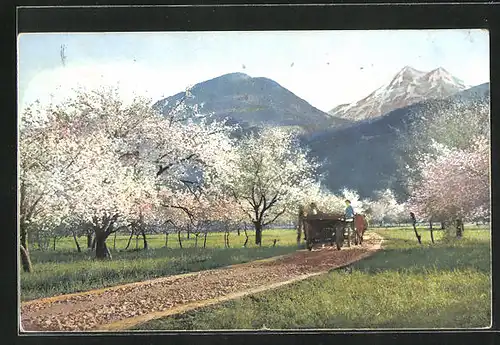 Künstler-AK Photochromie Nr.2715: Obstblüte in Tirol