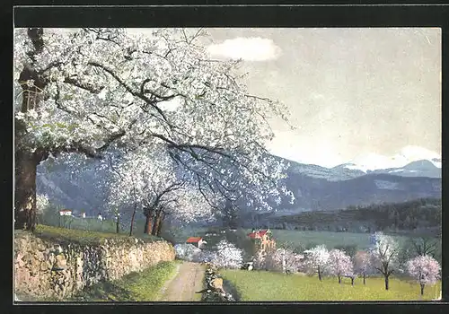 Künstler-AK Photochromie Nr.2714: Obstblüte in Tirol