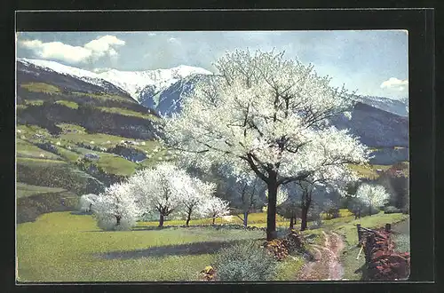 Künstler-AK Photochromie Nr.2712: Obstblüte in Tirol