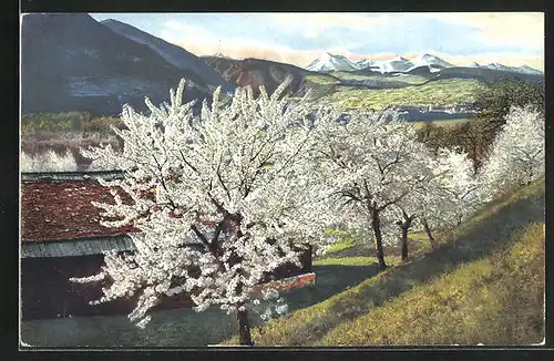 Künstler-AK Photochromie Nr.2706: Obstblüte in Tirol