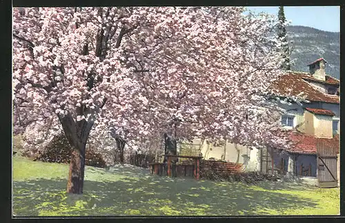 Künstler-AK Photochromie Nr.2702: Obstblüte in Tirol