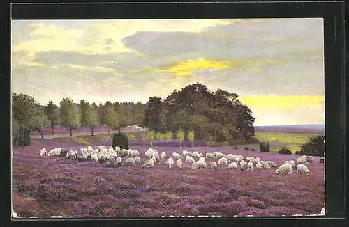 Künstler-AK Photochromie Nr.3116: Schafherde auf einem Feld
