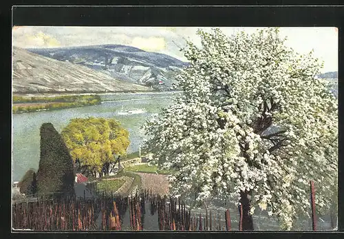 Künstler-AK Photochromie Nr.2449: Blühender Baum mit Blick zum Fluss