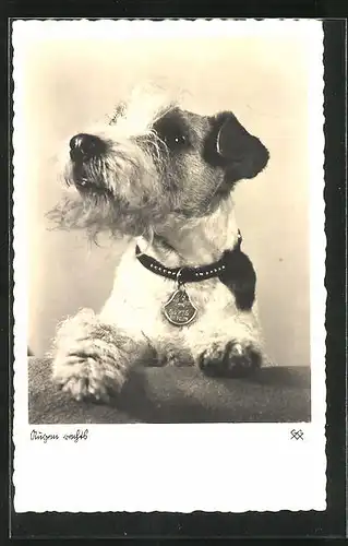 AK Terrier mit Halsband
