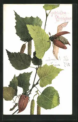 AK Maikäfer sitzen auf einem Ast, Fröhliche Pfingsten!