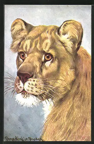 Künstler-AK Ermenegildo Carlo Donadini: Löwin mit aufmerksamem Blick